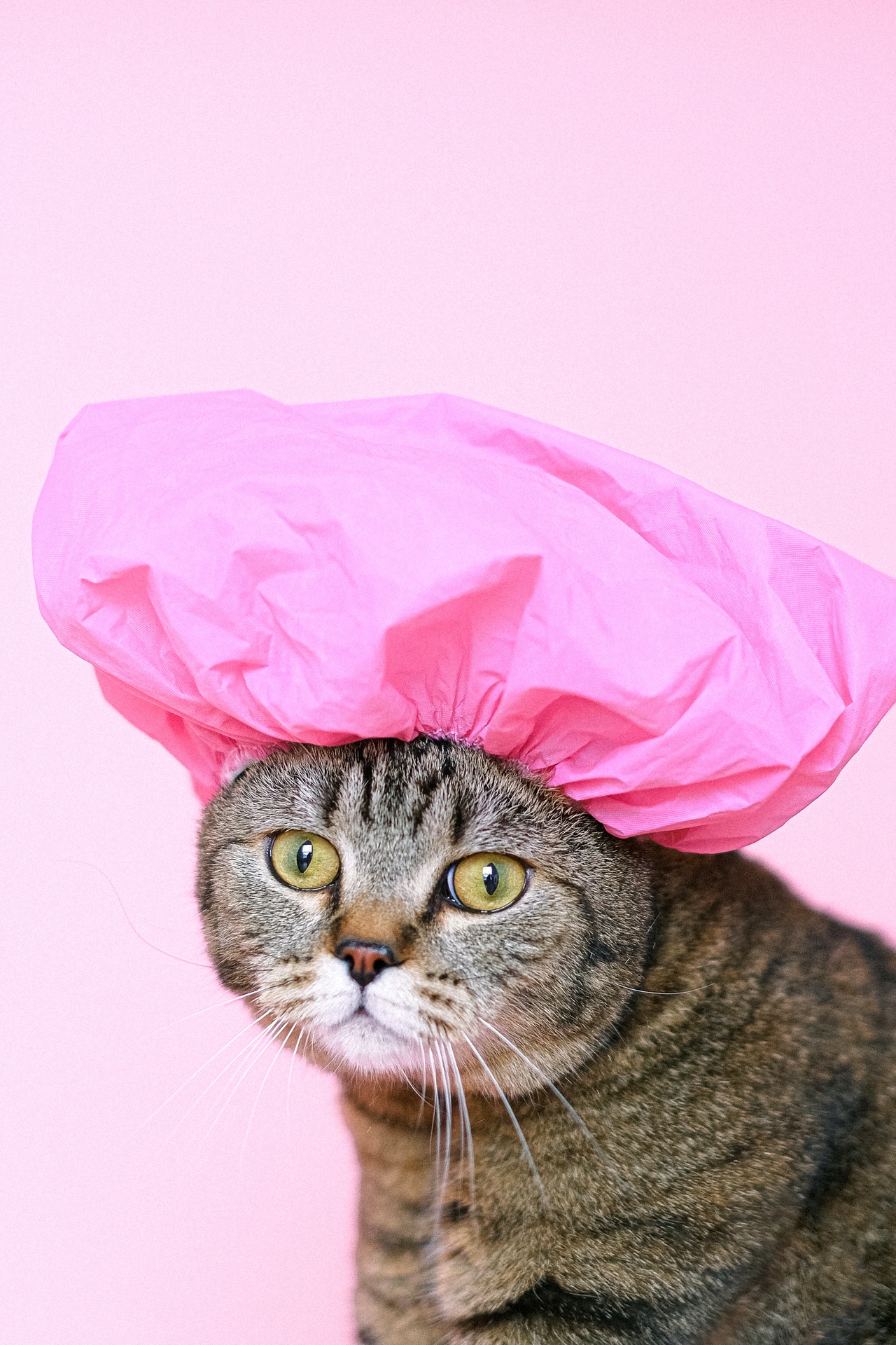 Huile de coco chat une huile pour mon animal Korat.fr