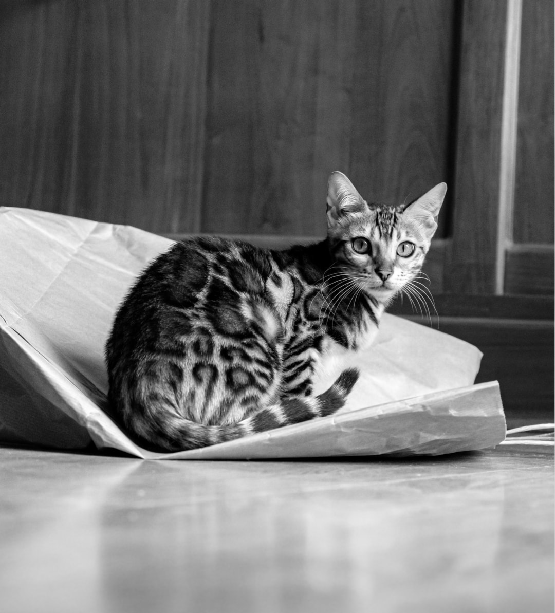 Chat Bengal Noir Fourrure Divine Et Chats Affectueux