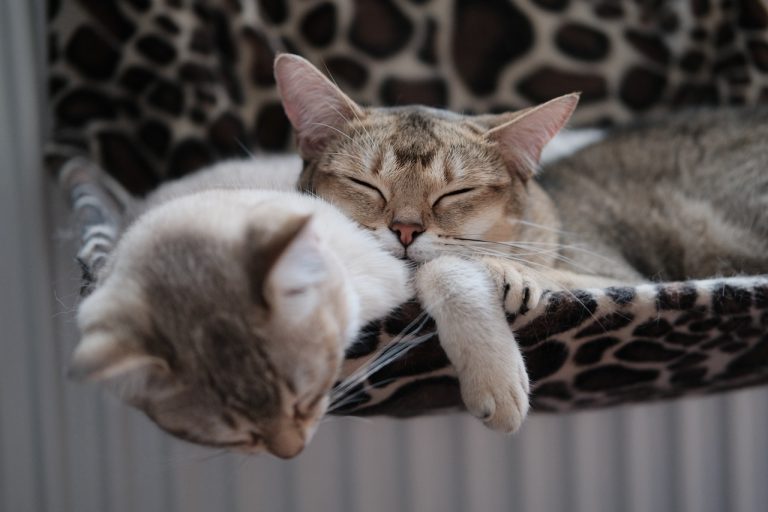 Chat male ou femelle quand peuton le savoir Chat male ou femelle quand peuton le savoir