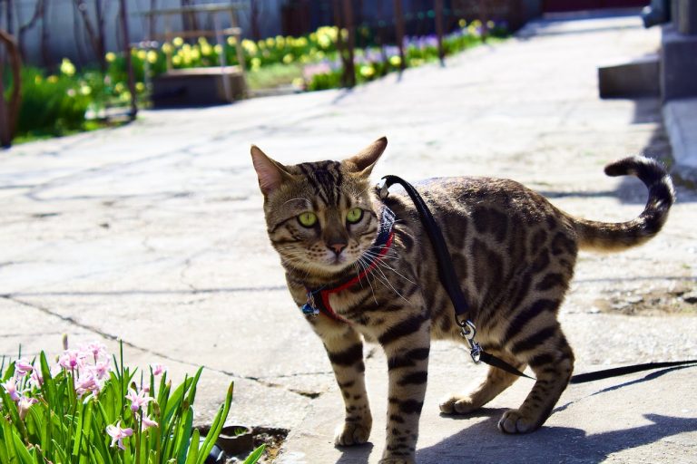 Comment faire sortir son chat en toute sécurité